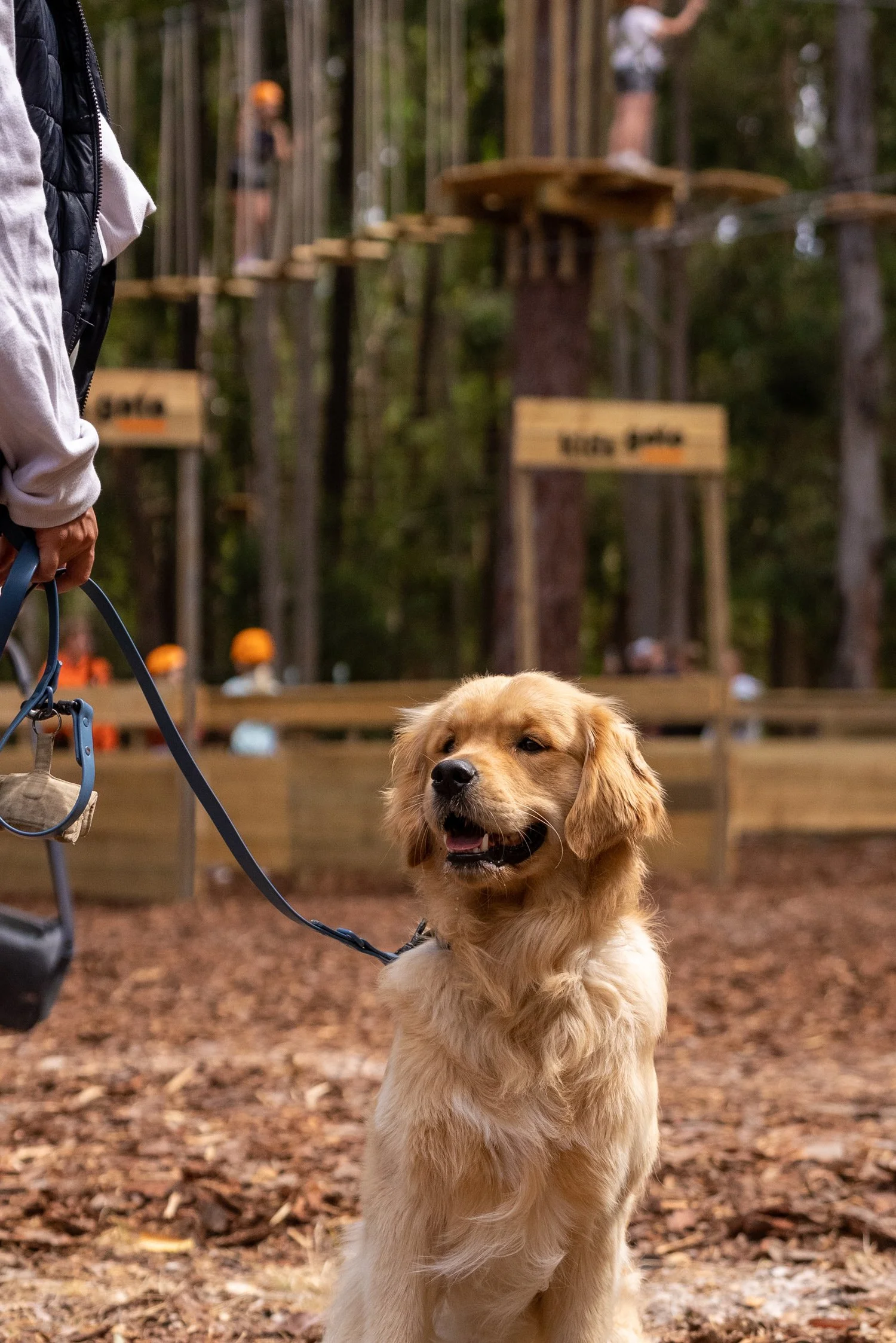 A golden retriever on a leash in an outdoor adventure park with rope courses in the background.