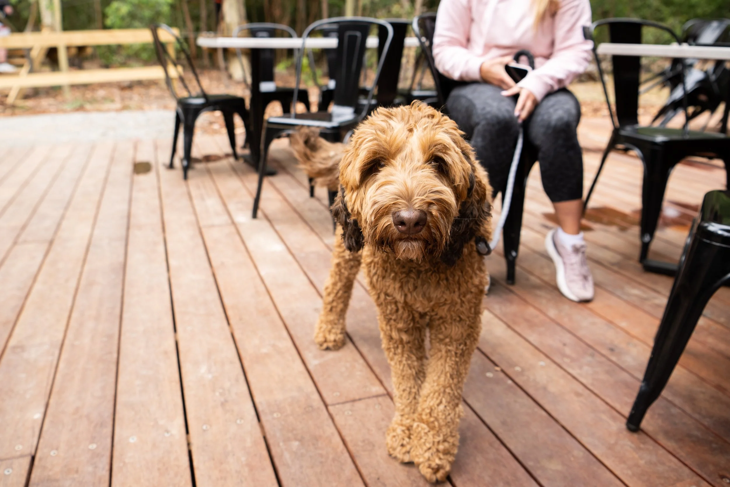 Curly-haired brown dog on a wooden deck with a person sitting nearby at a café.