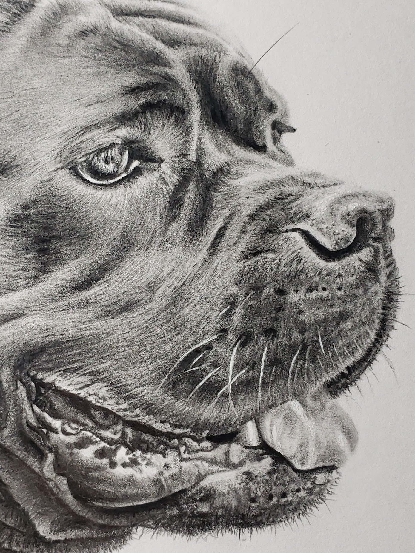 Cane Corso.jpg