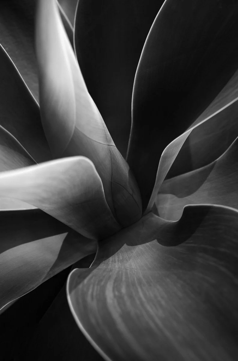 zacharylucas-b&w-6.jpg