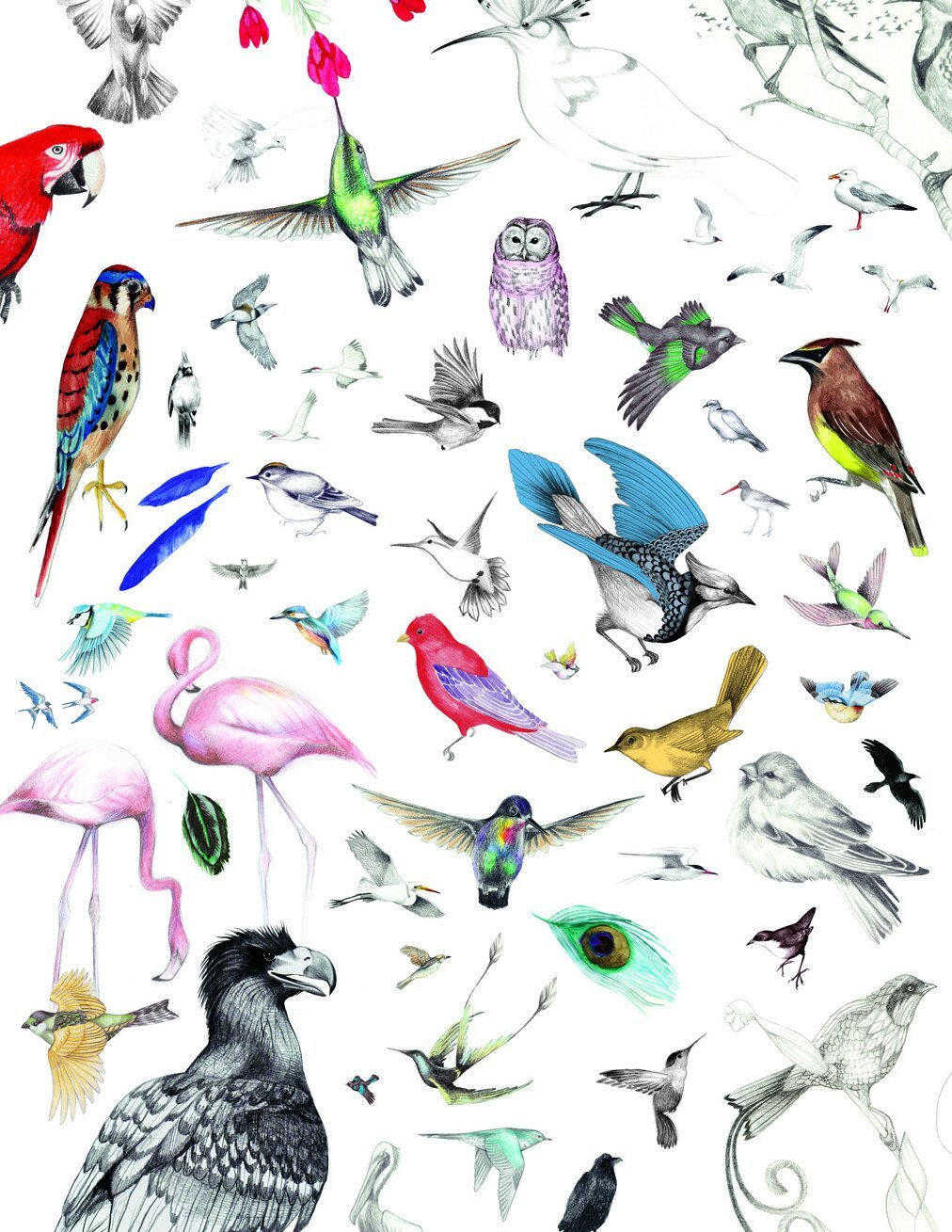 Collage of Birds