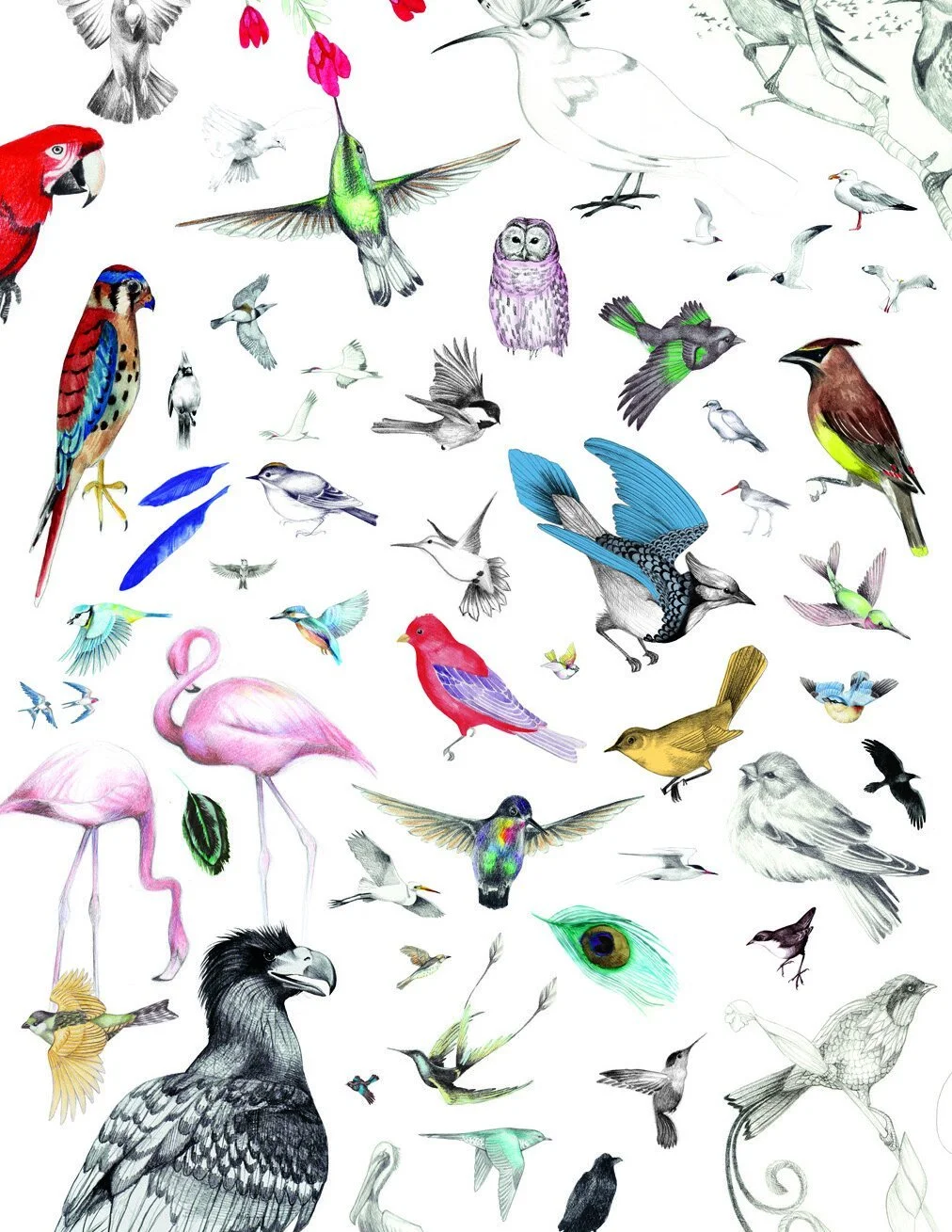 Collage of Birds