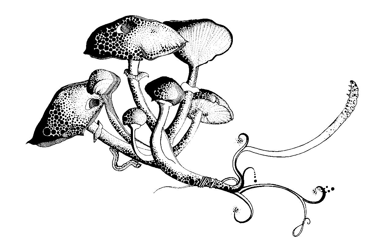 Winding Mushrooms