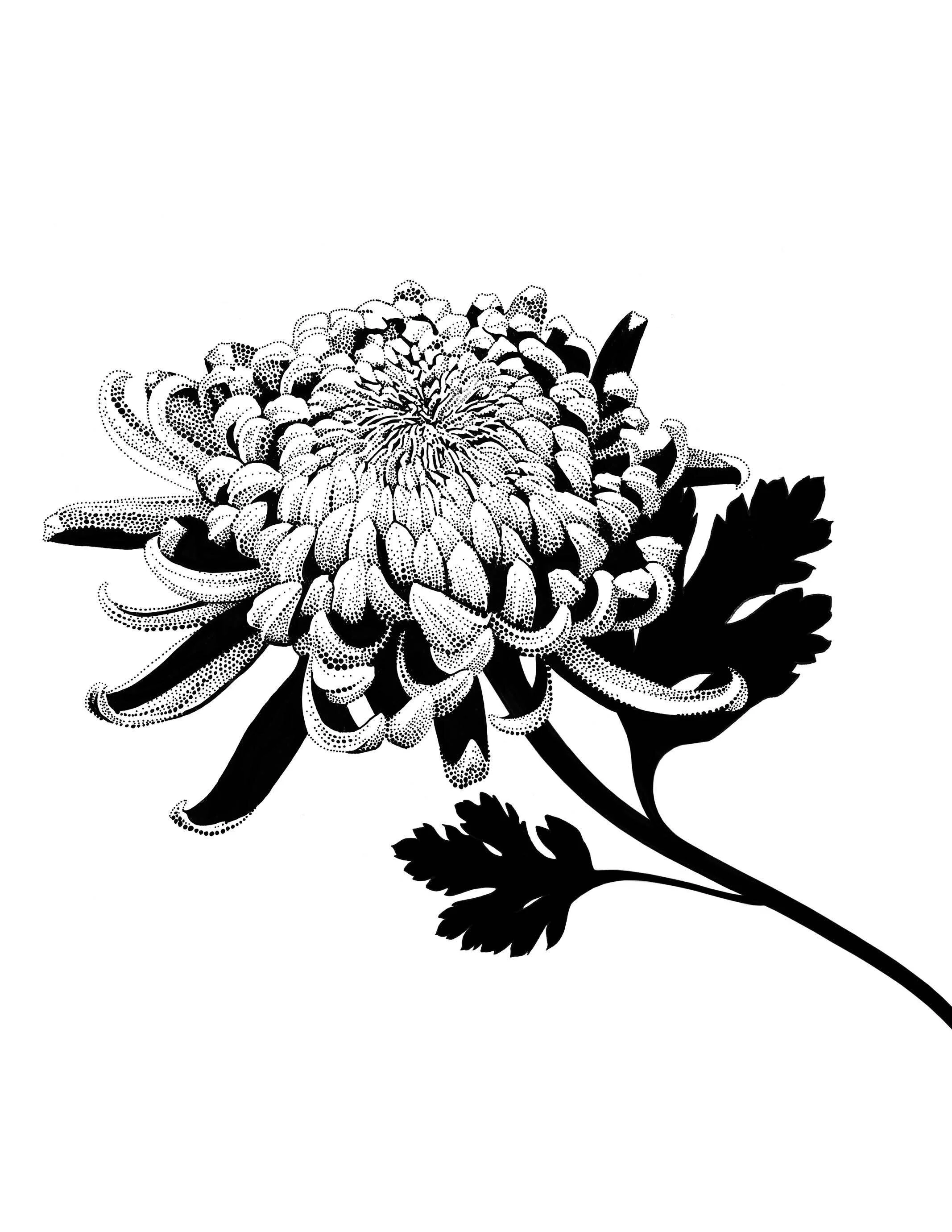 Chrysanthemum