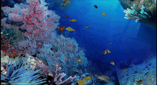 BID ON ART &amp; HELP create a future for coral reefs