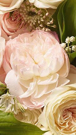 Aerin_Beauty_Rose_Collection_Animation_Florals.gif