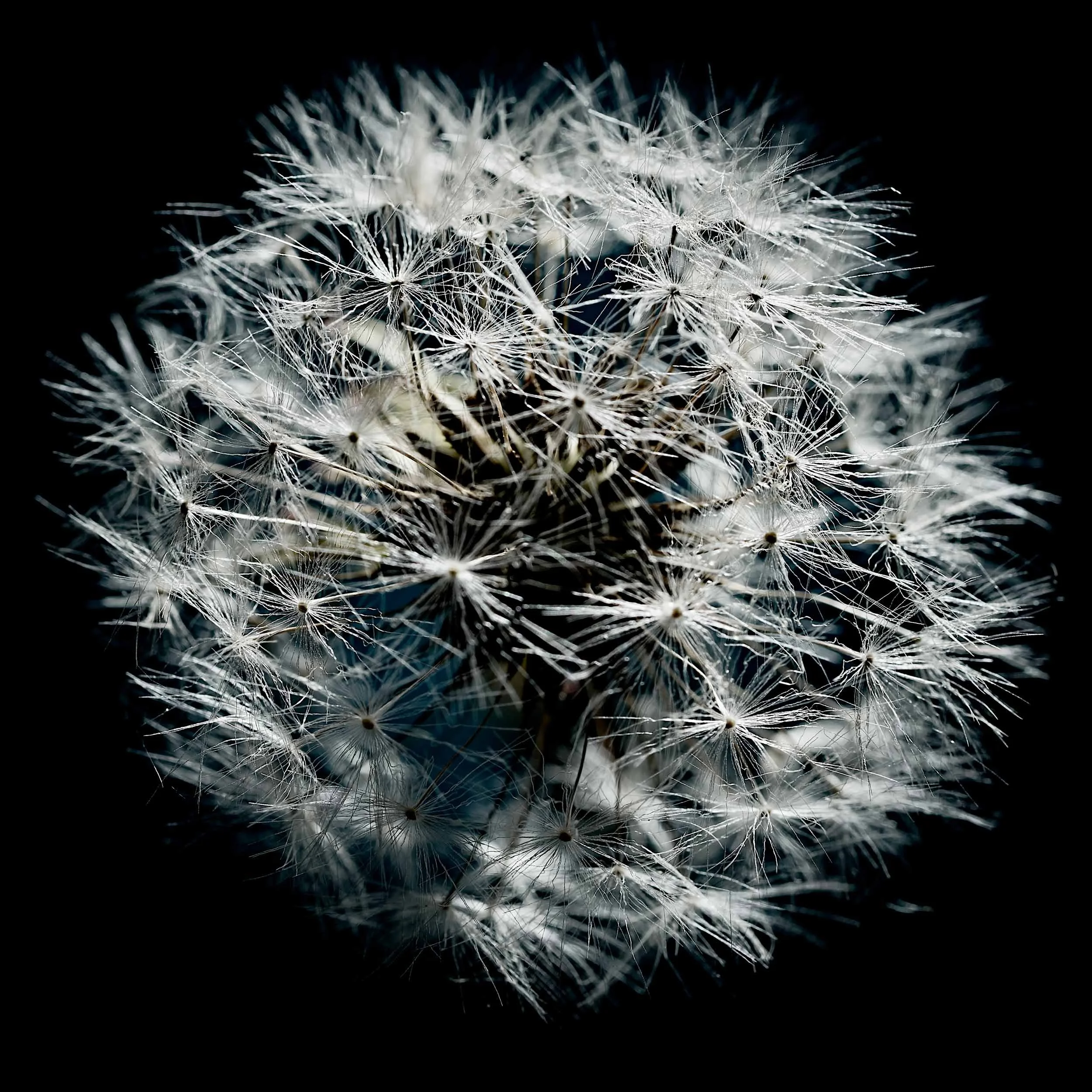 01-DANDELIONS-166.jpg