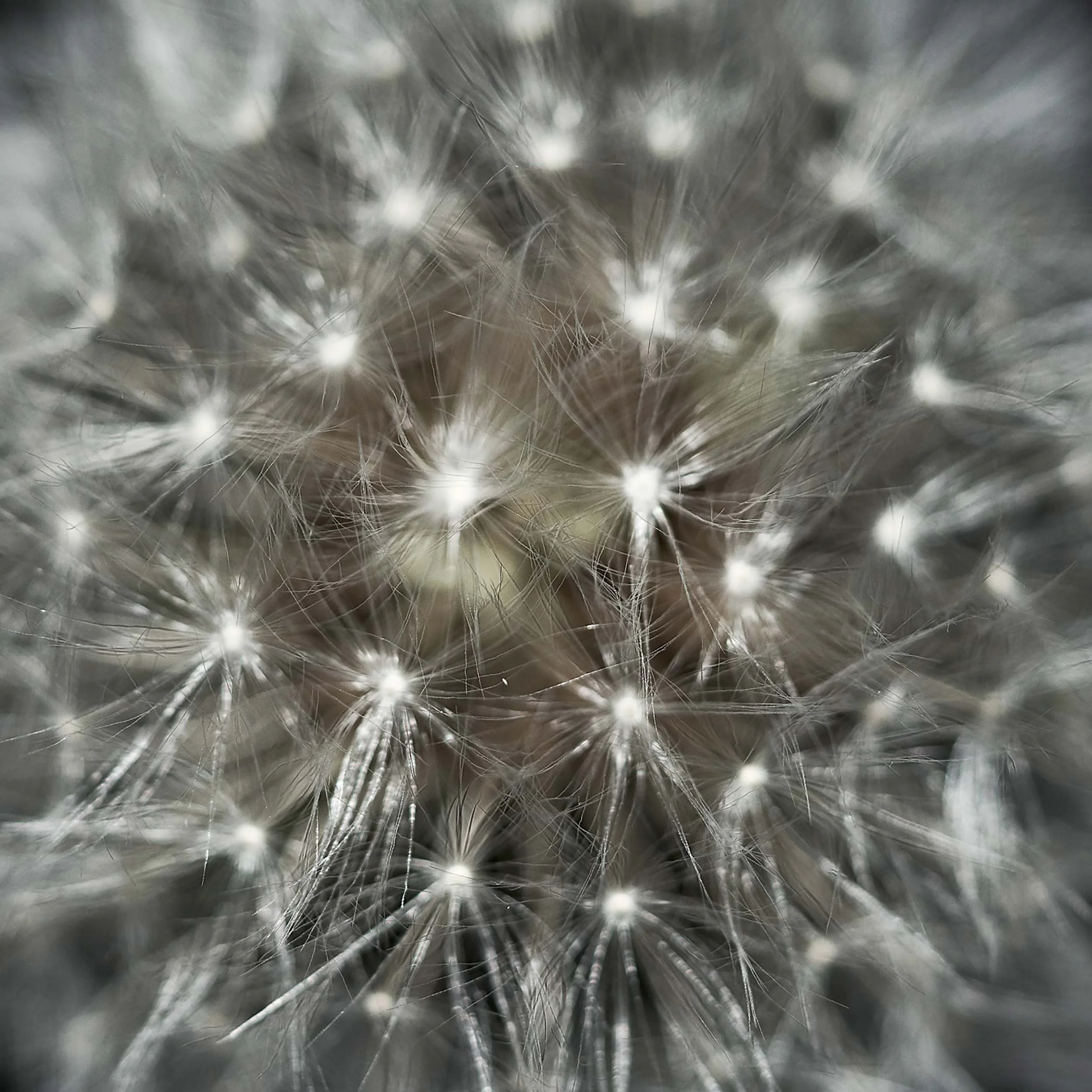 02-DANDELIONS-253.jpg