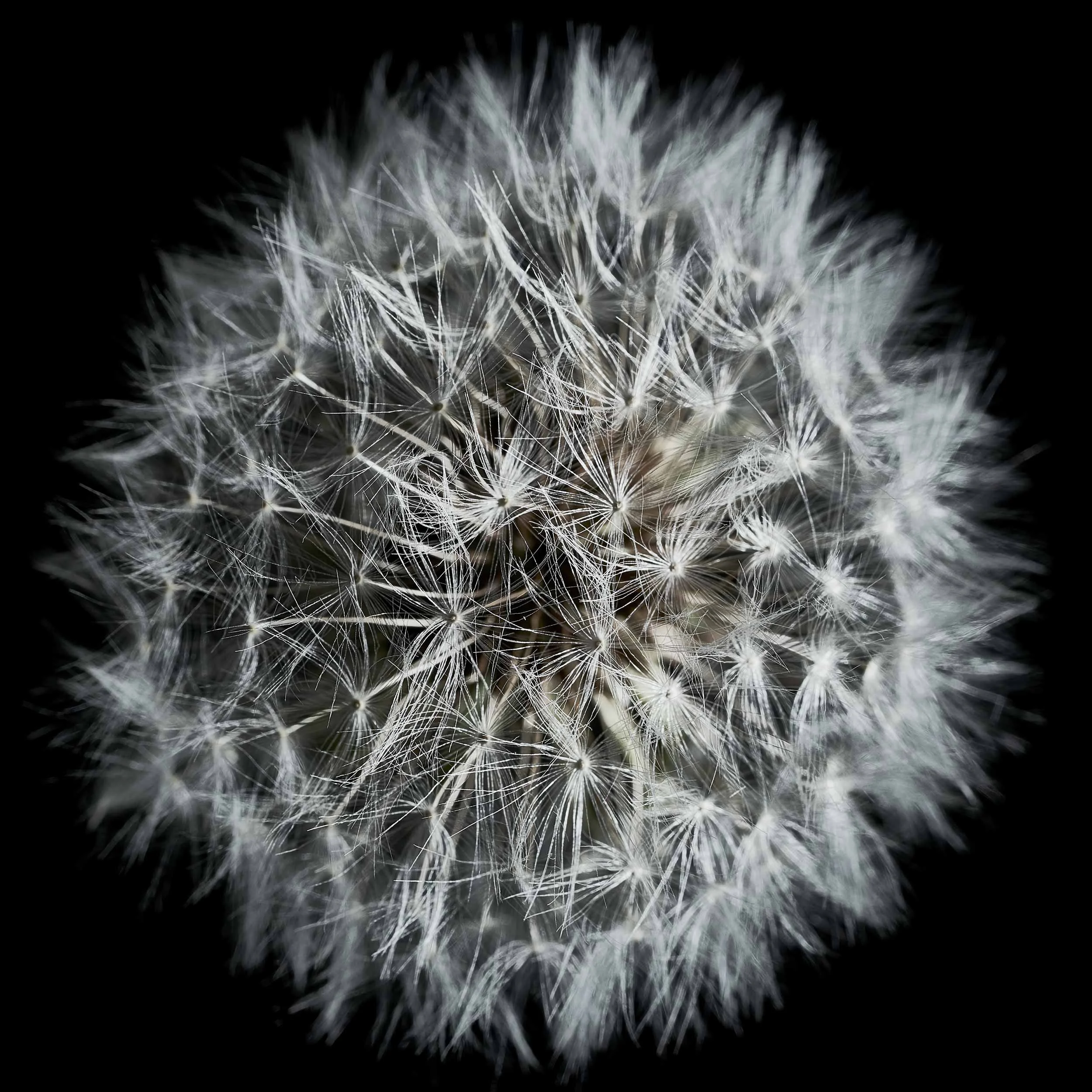 01-DANDELIONS-266.jpg