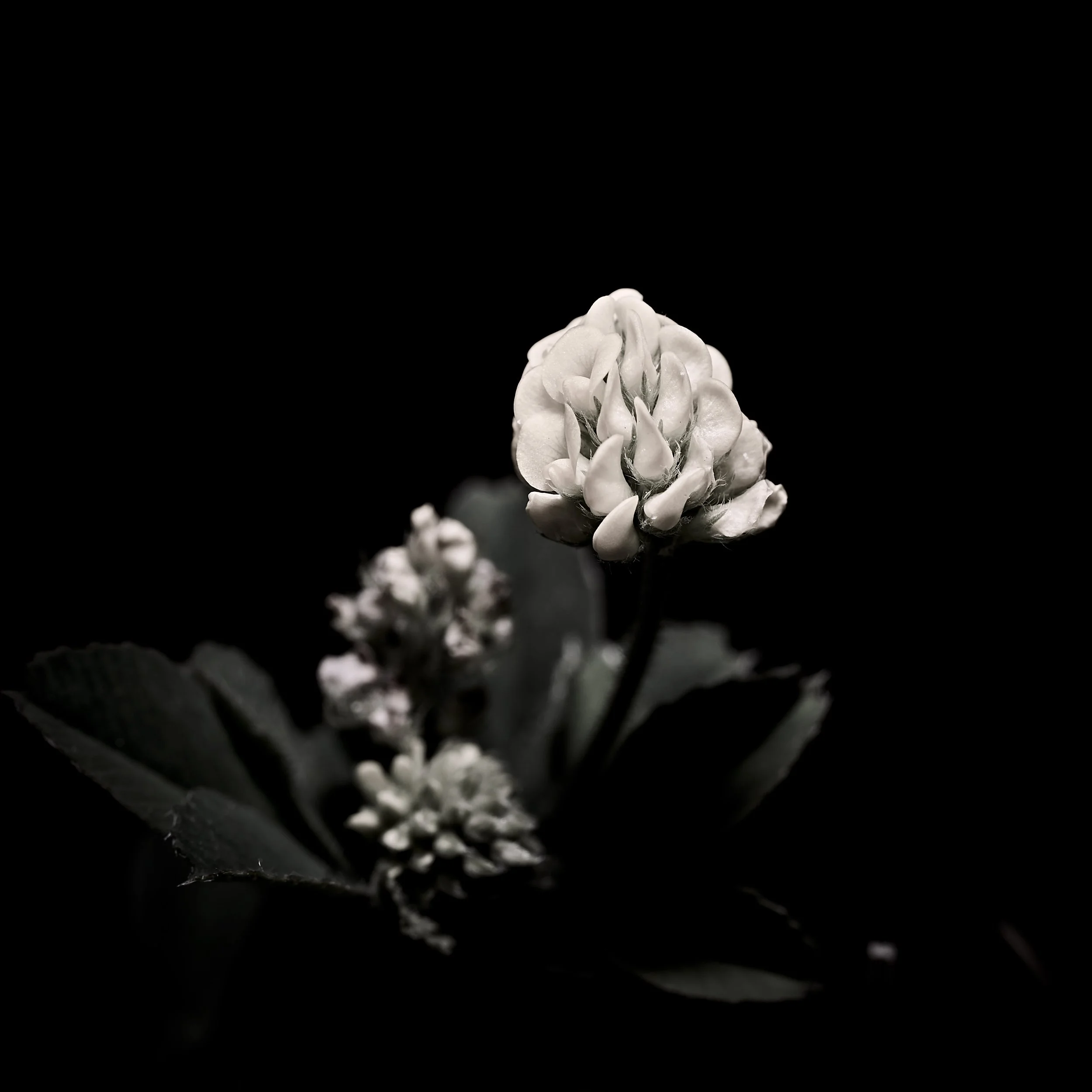 01_LAWN FLOWERS-042.jpg