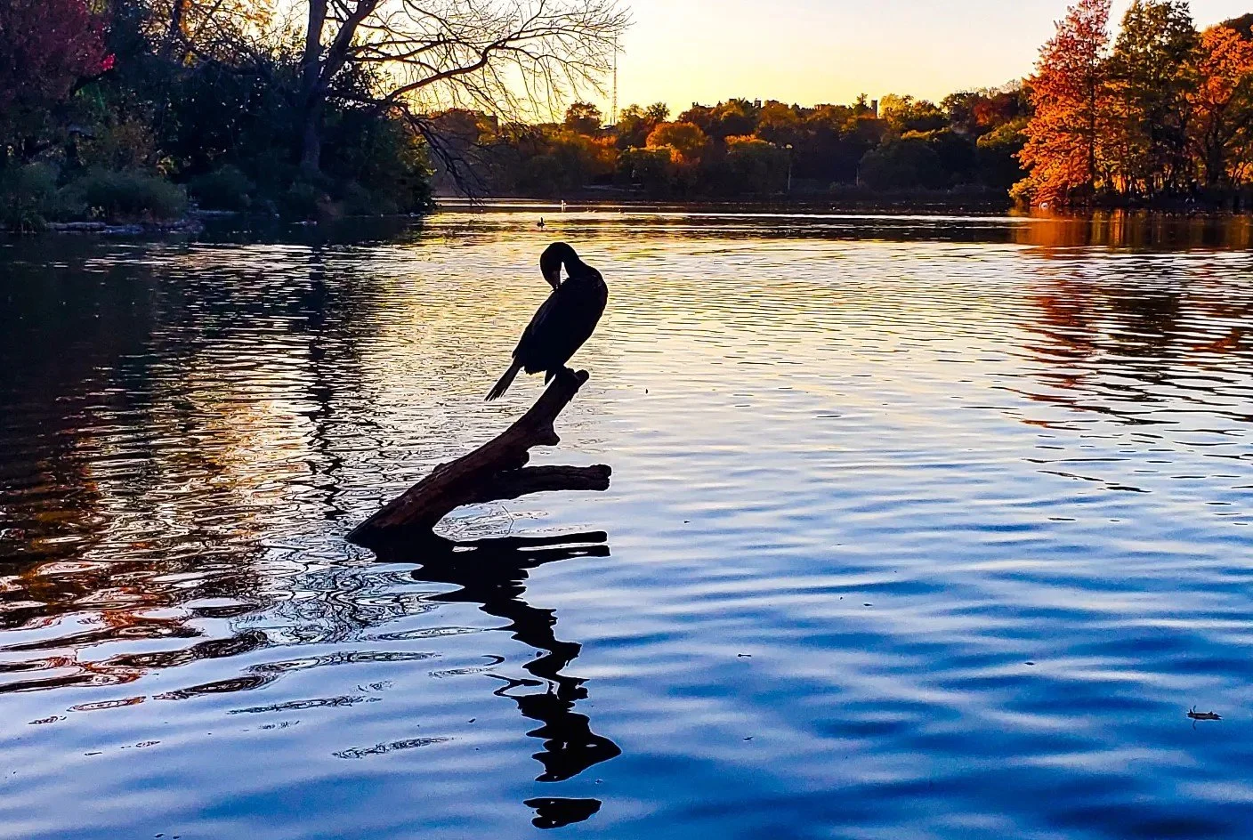 Preening in the park .jpg