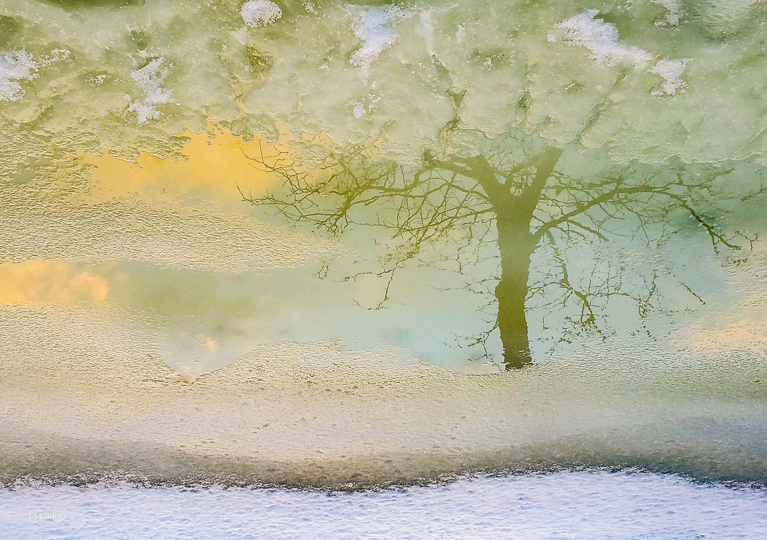 tree ice reflection .jpg