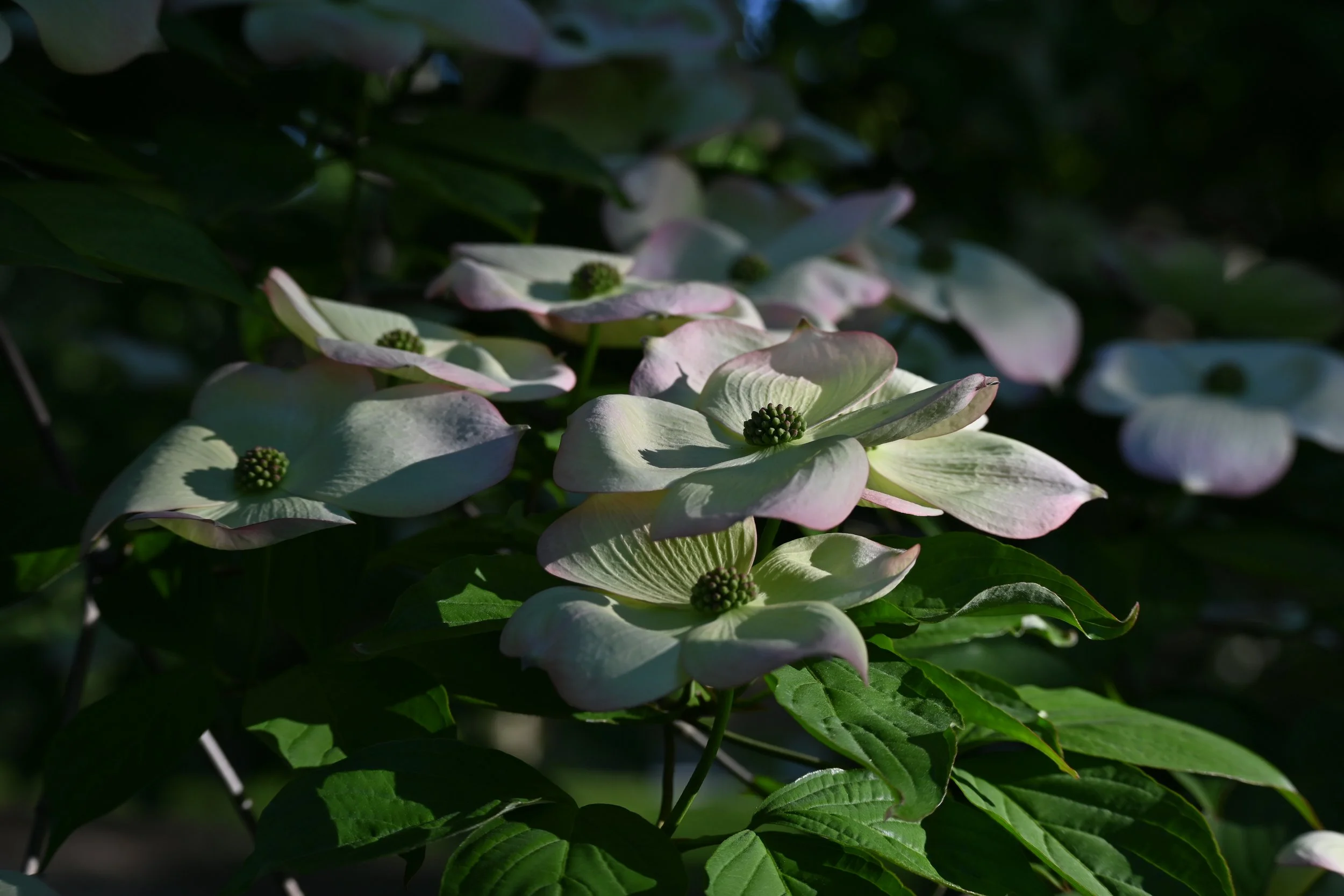 flowers and shadows 2.jpg