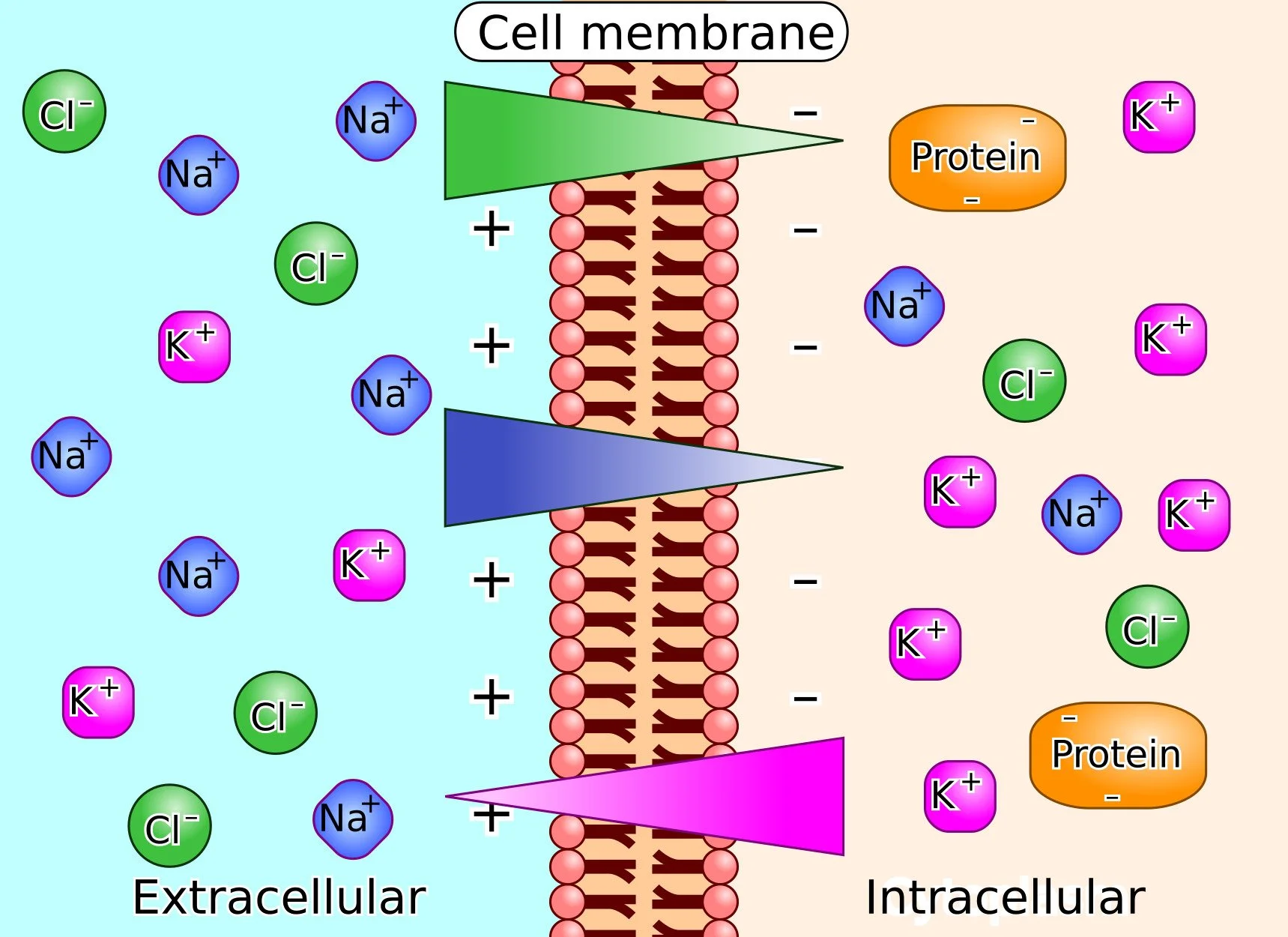 Electrolyte Abnormalities