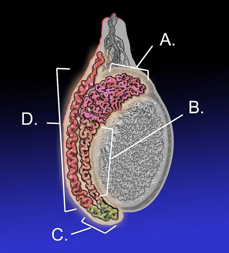 Epididymitis and Orchitis