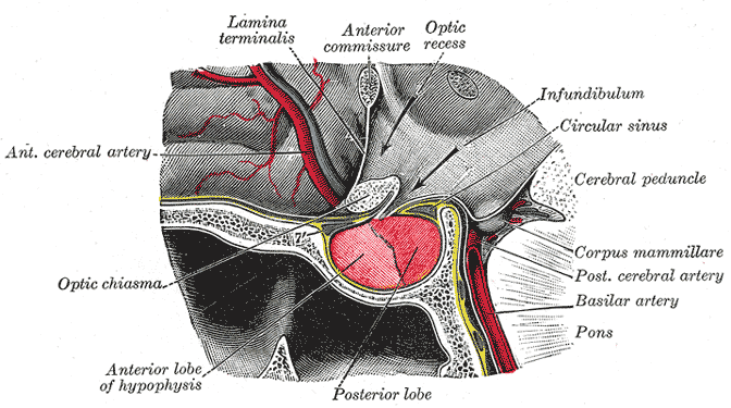 Pituitary Tumours