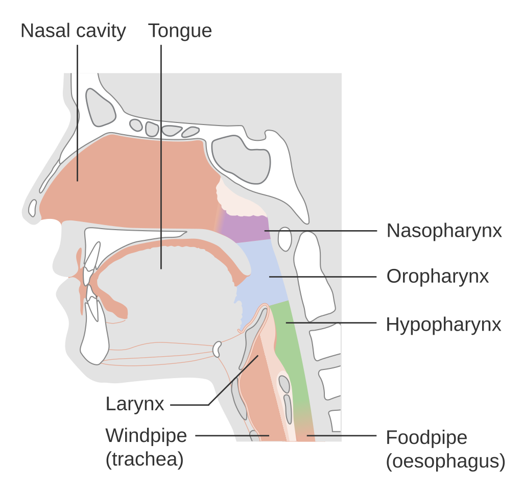 Neck lumps