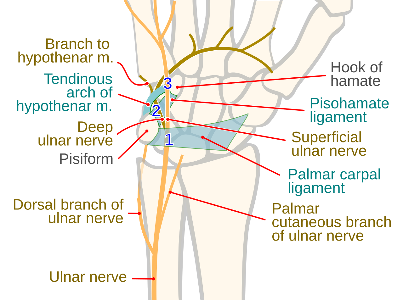 Wrist Pain