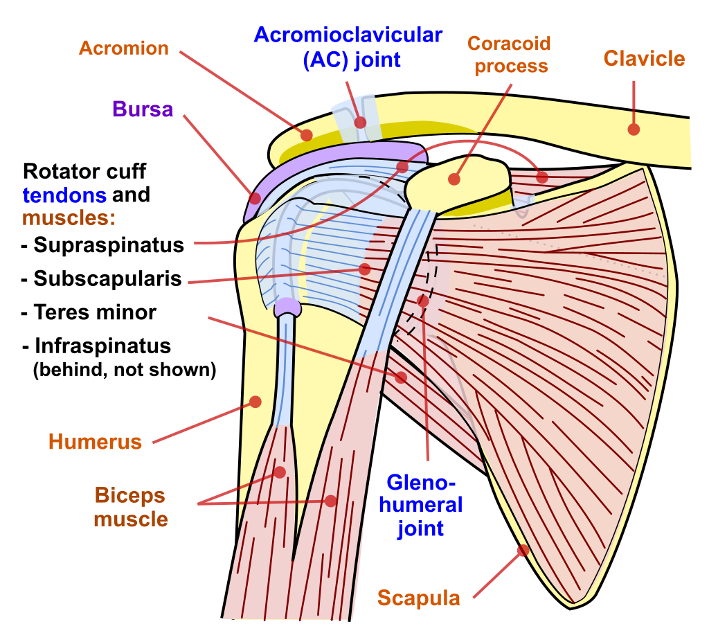 Shoulder Joint Injury
