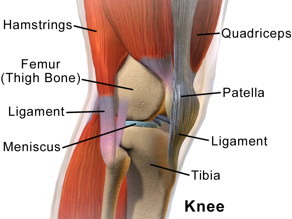 Knee ligament injuries