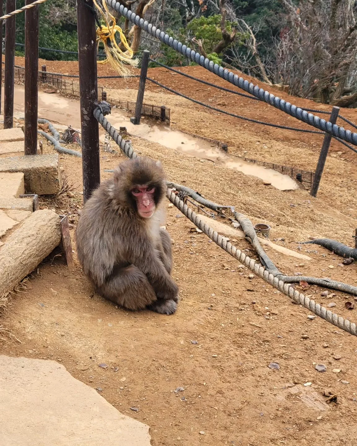 Arashiyama Monkey Park

#monkey #monkeys #kyoto #japan