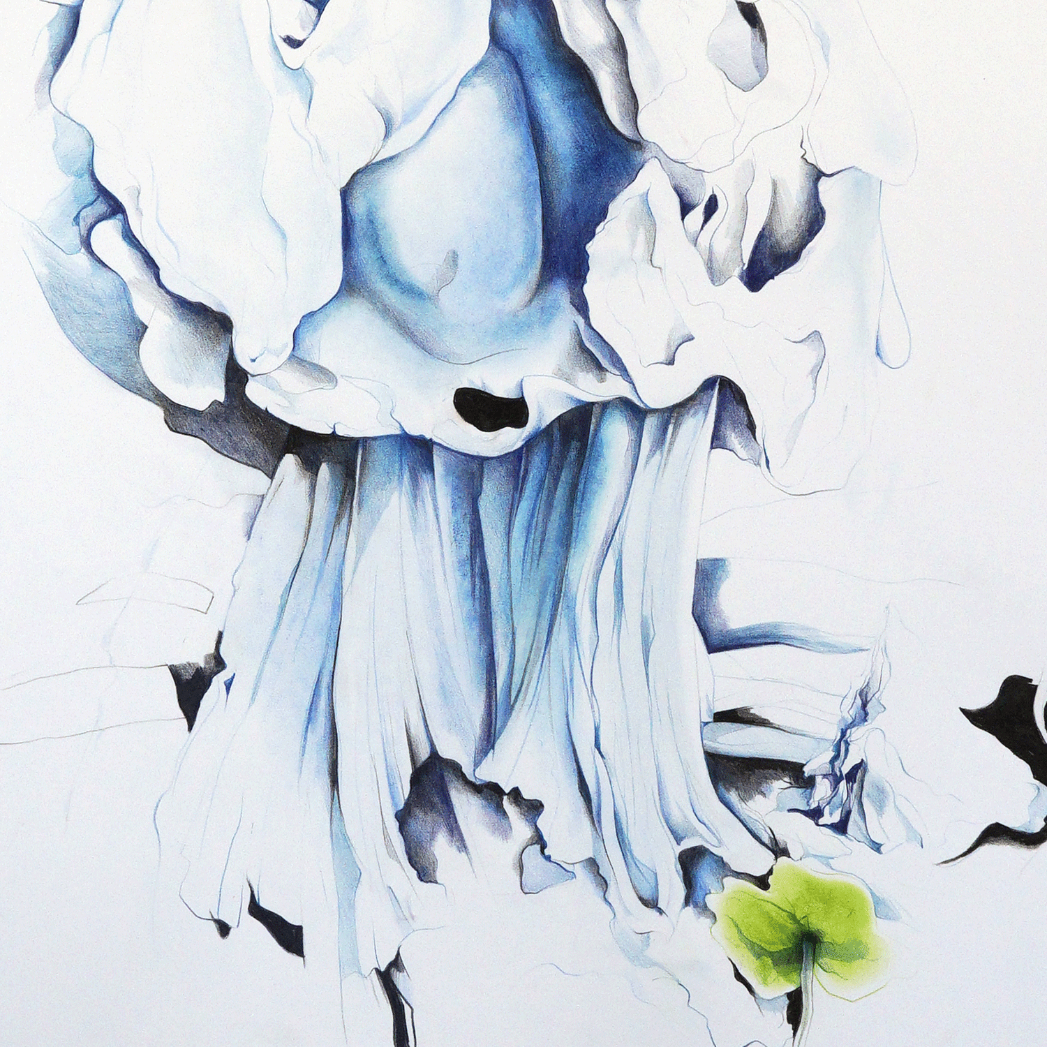 Helvella crispa