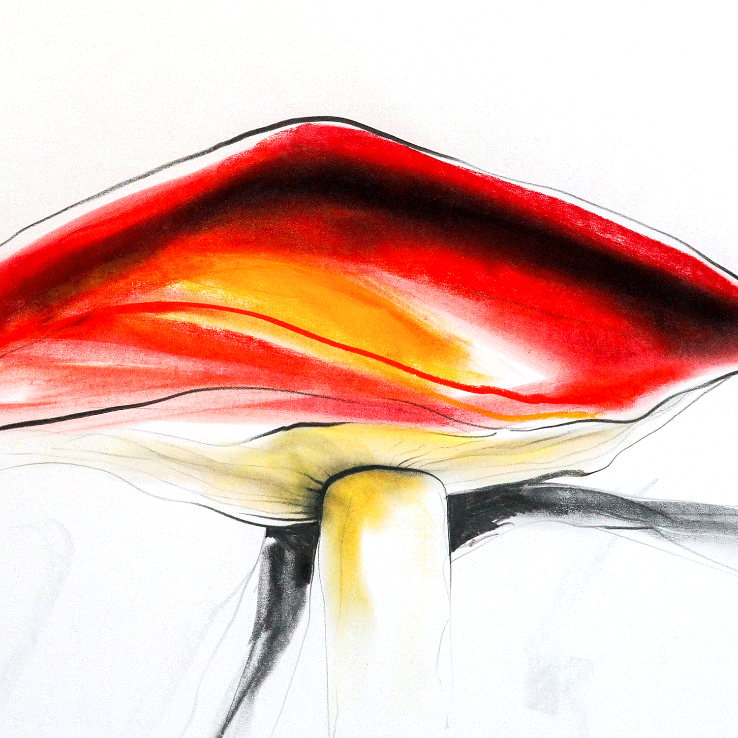 Agaricus