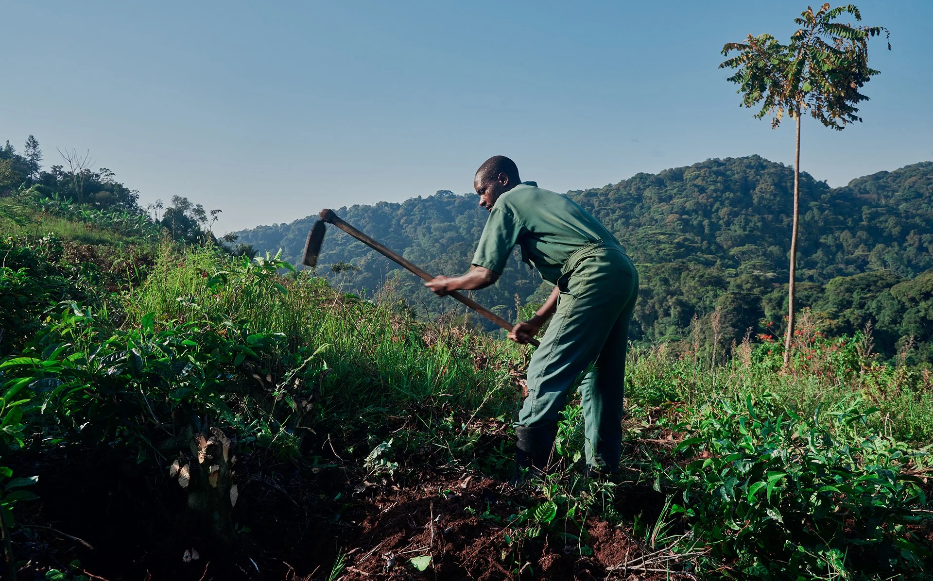 The Science of Reforestation