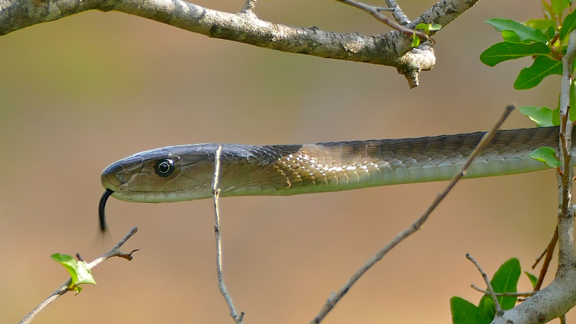 Snakebites and the Cost of Coexistence