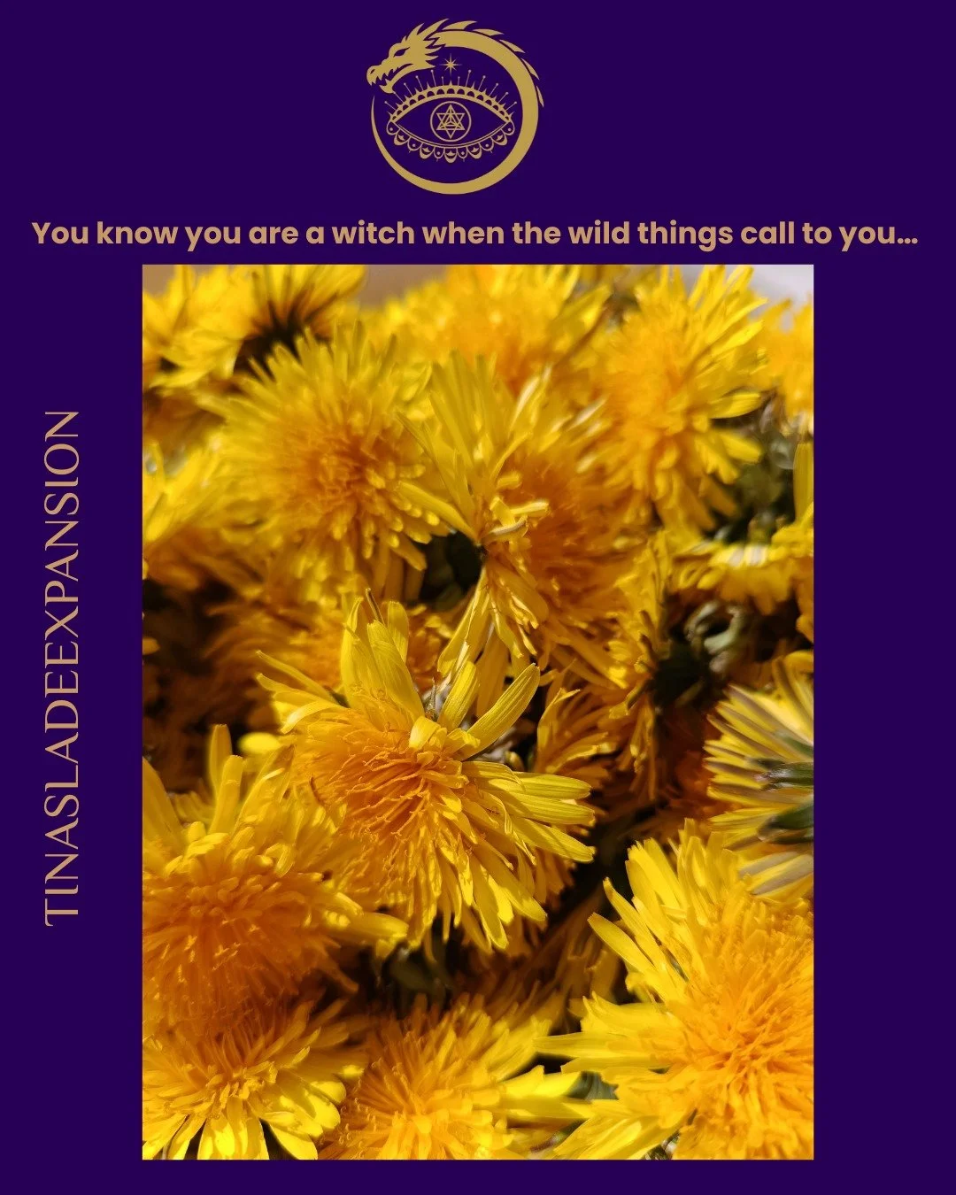 You know you are a witch when the wild things call to yoy!

When you see medicine where others see weeds,
when your hands ache to gather what the earth offers,
when a simple bowl of dandelions feels like gold in your palms.

Drying them for tea, infu