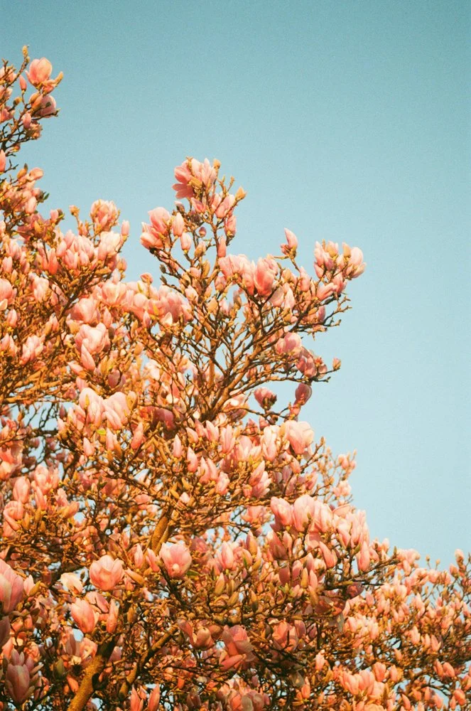 everyday-exotic-magnolias.jpg.jpg