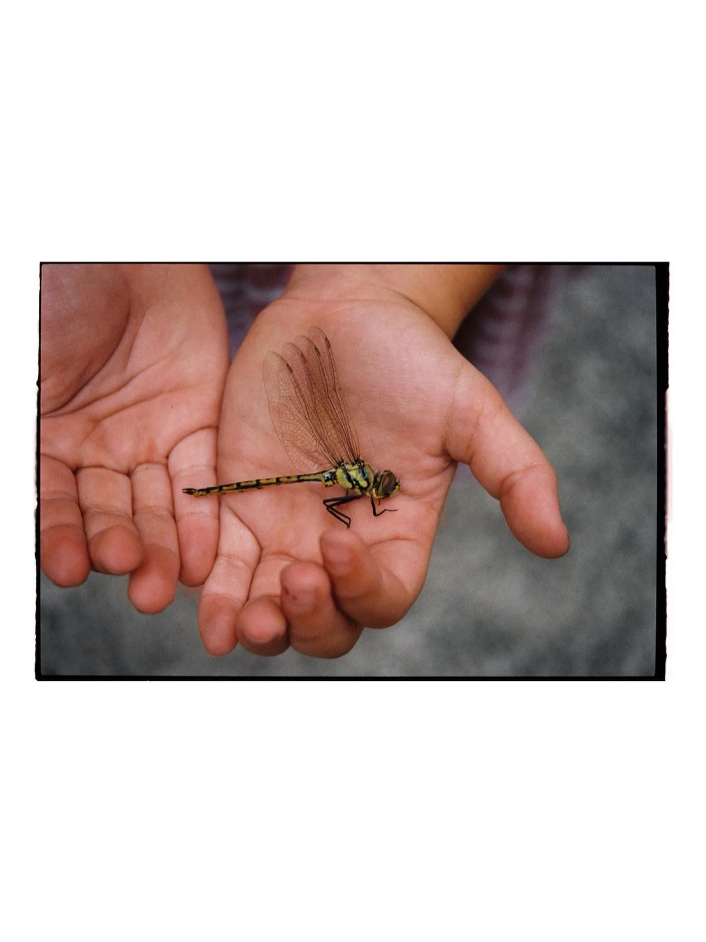 Dragonfly.

-

Thanks you @ikigaifilmlab for film processing and scans.

-

Rochelle Tissa is a Melbourne-based photographic artist working across analogue and digital processes. Drawn to fleeting moments where light, gesture, and atmosphere converge