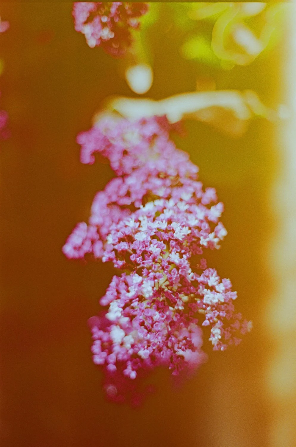 Double Exp Flower Burn.001.jpg