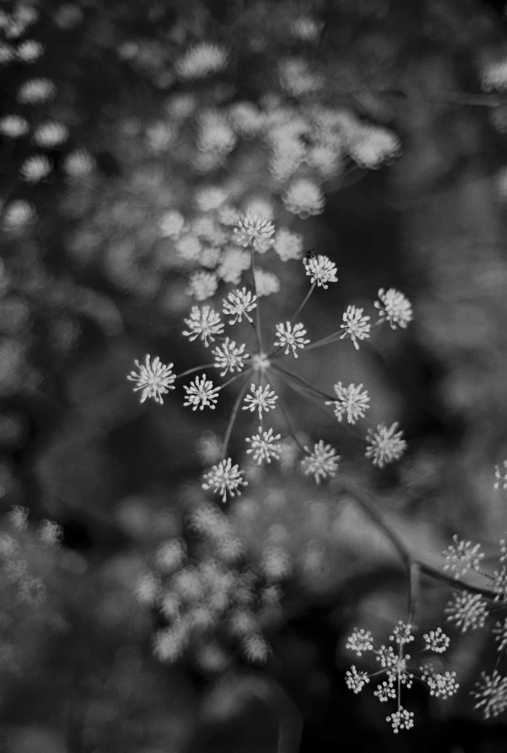 FilBlood Flower.001.jpg