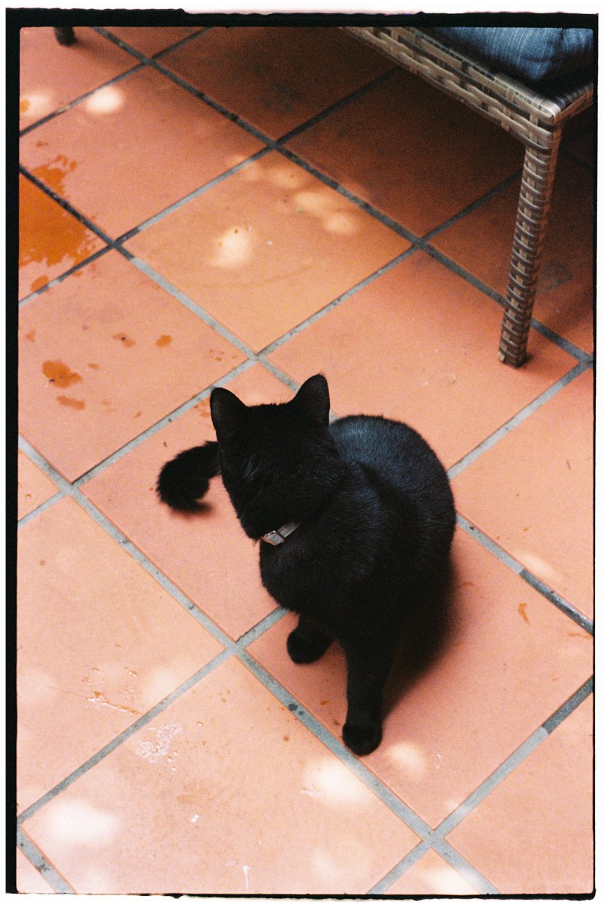 family-portraiture-family-cat.001.jpg