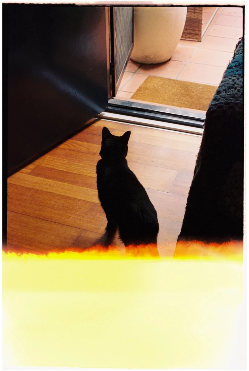family-portraiture-family-cat.003.jpg