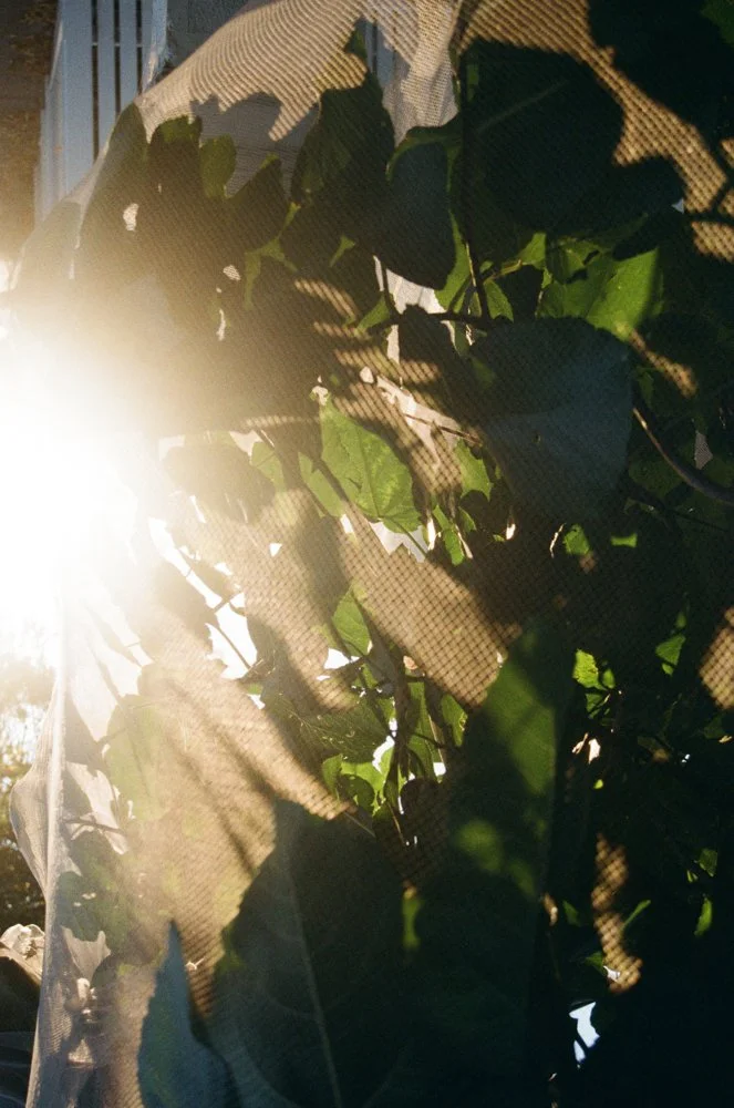 everyday-exotic-afternoon-light-net-#2.jpg.jpg