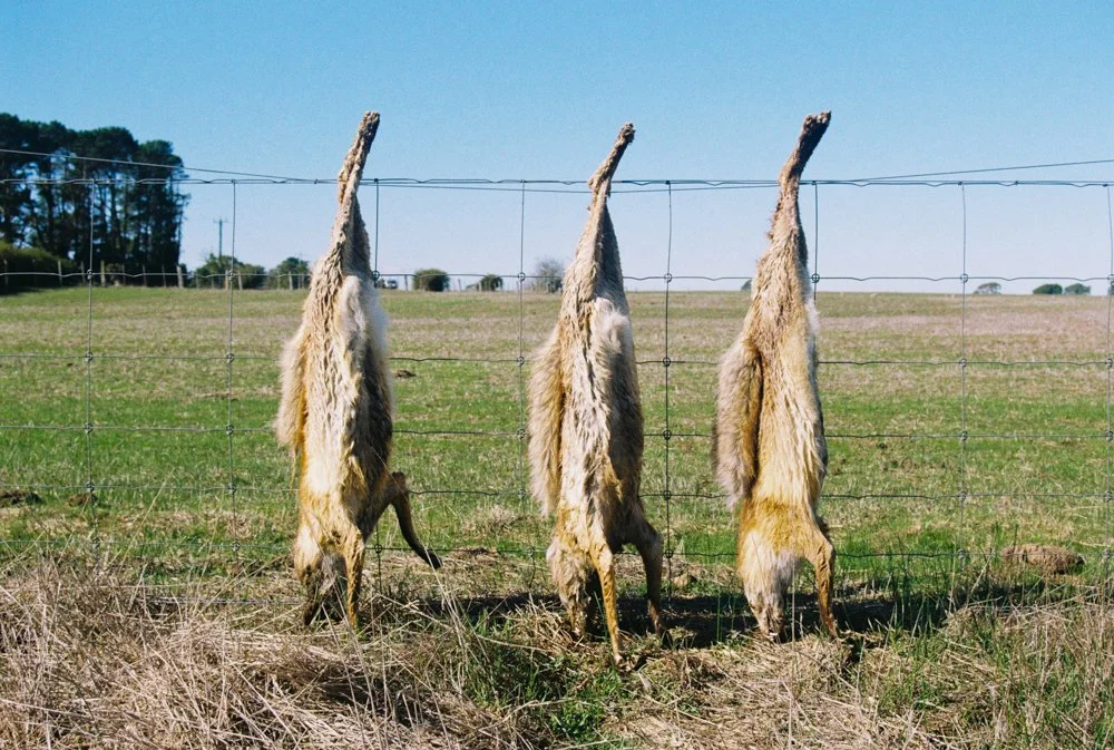 everyday-exotic-dead-foxes.jpg.jpg