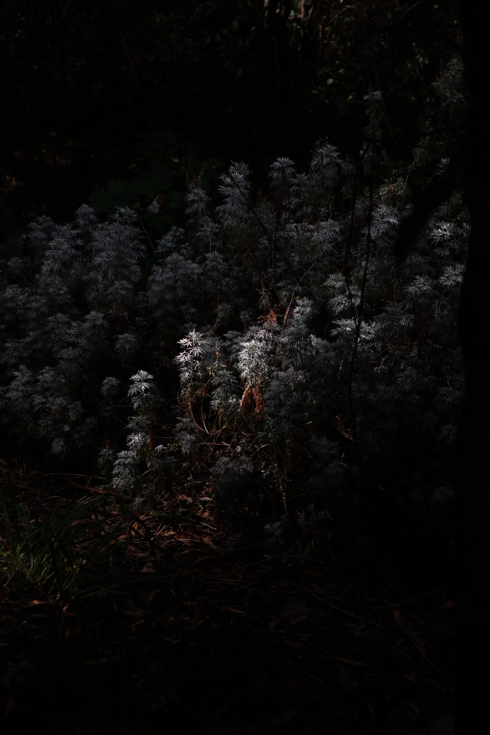 Tasmanian Shadows.001.jpg