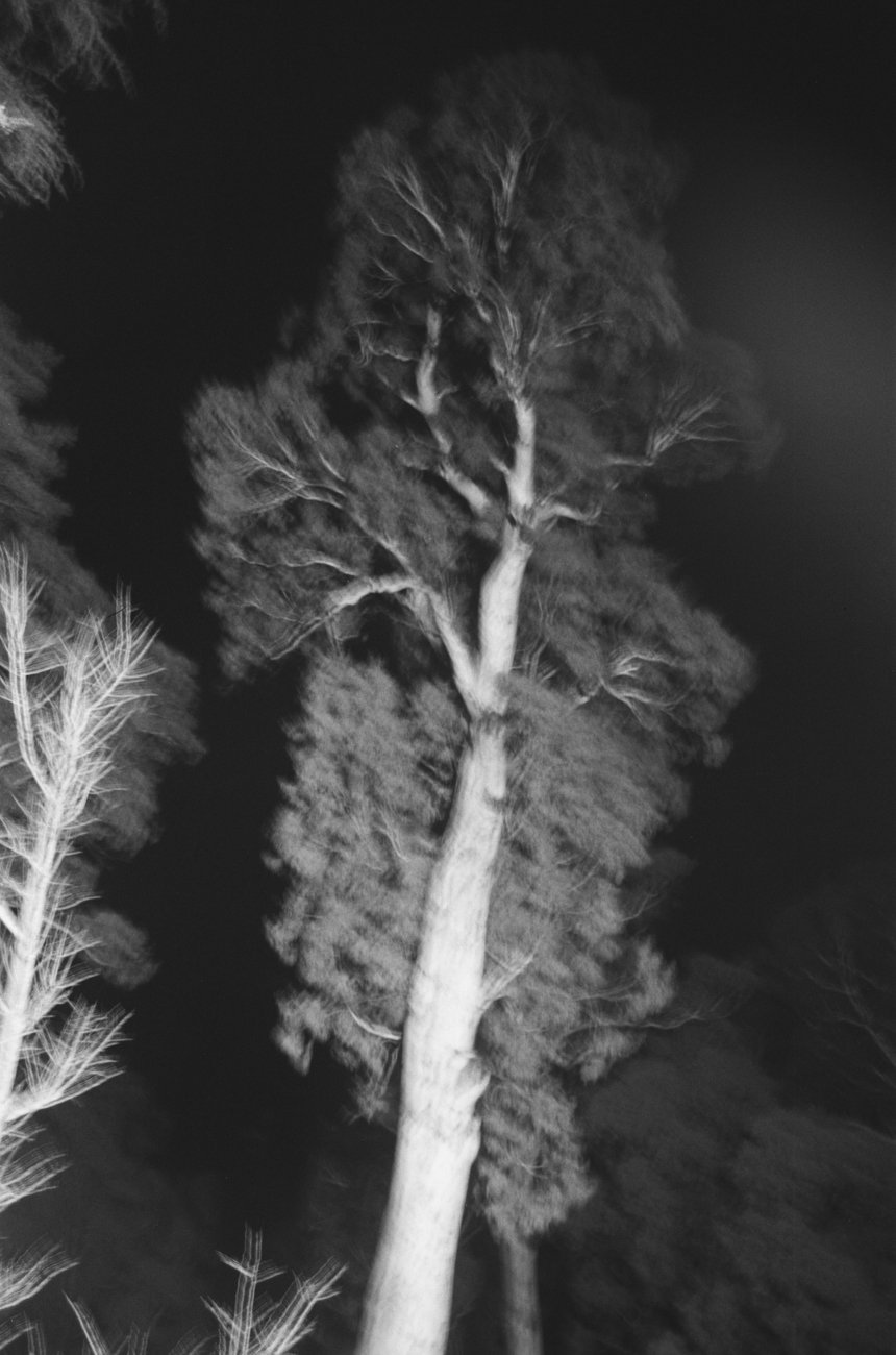 photography-portfolio-trees-at-night.001.jpg