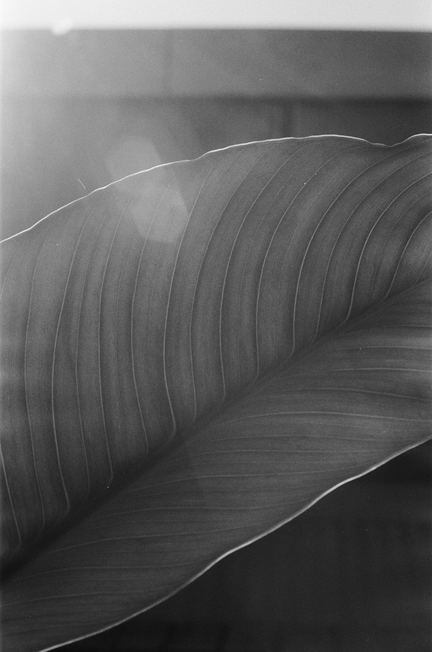 photography-portfolio-black-white-leaf.001.jpg