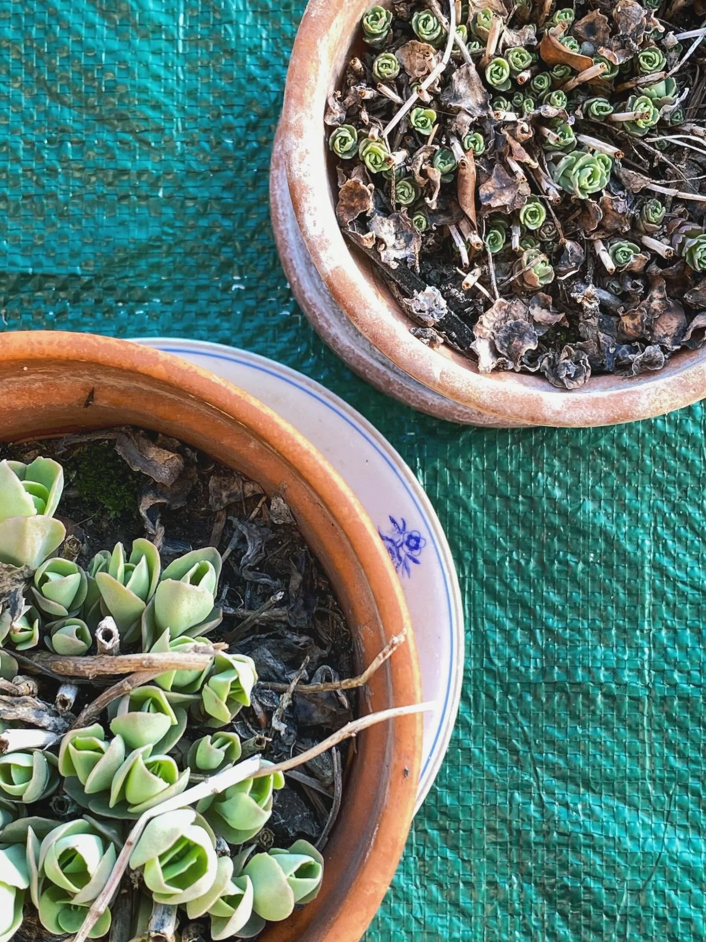 Spring 🌱🌱💗💚