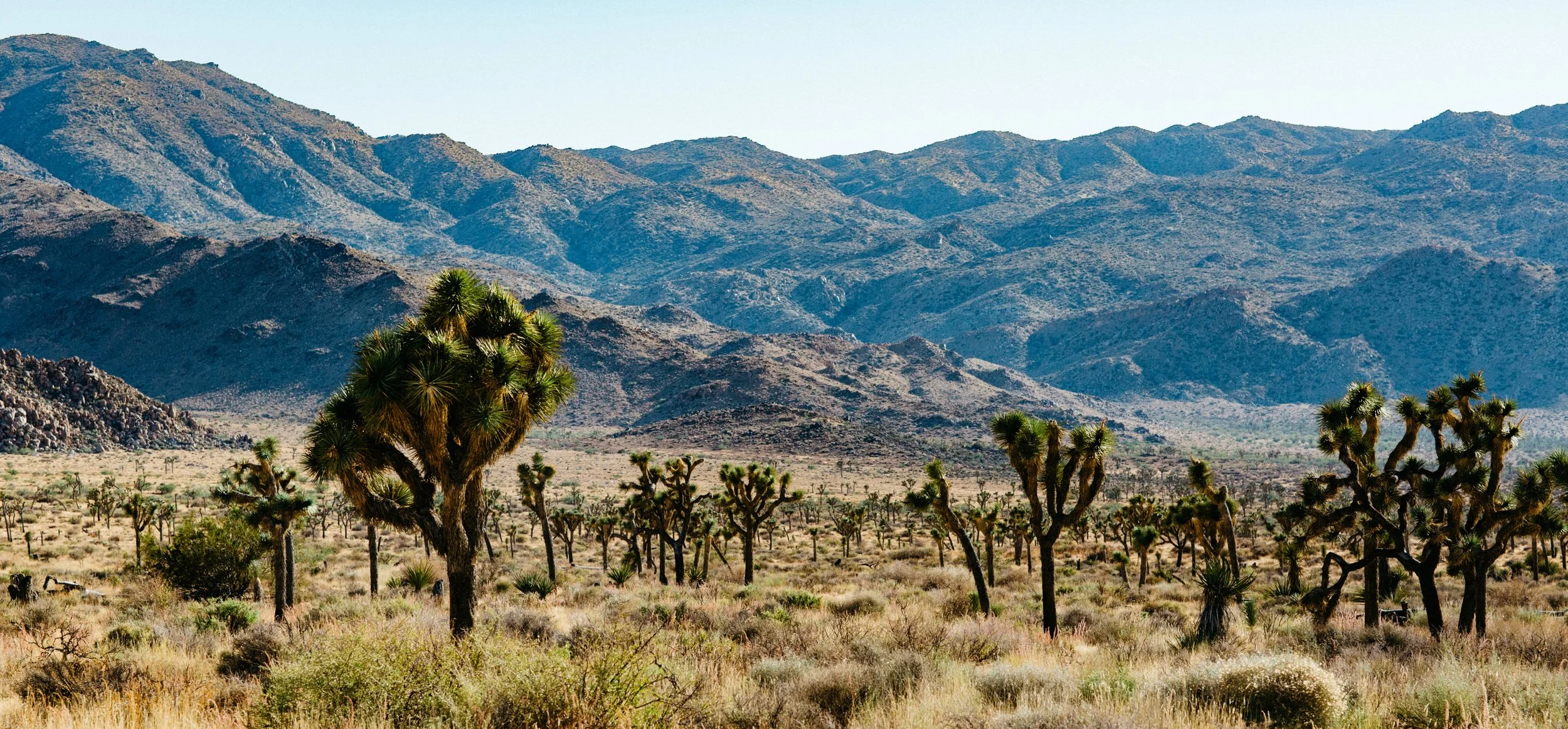 Joshua-Tree-336A2118.jpg