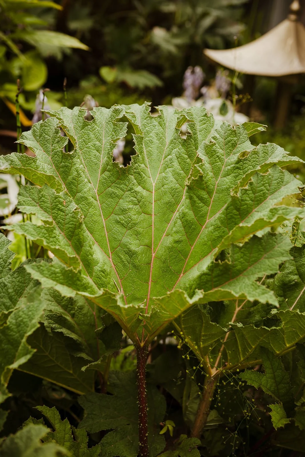 Close-up leaf detail, artistic wedding photography at Matara