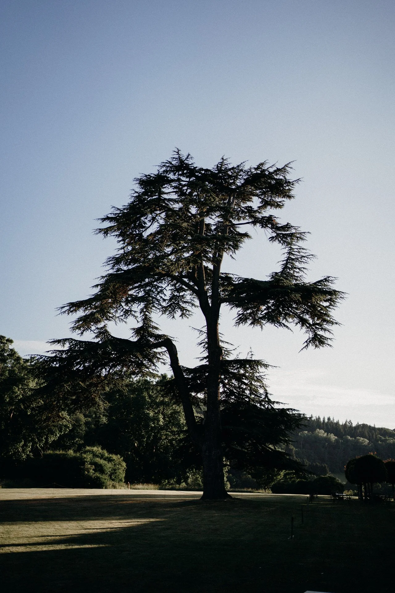 Hampton Court Castle wedding beautiful tree