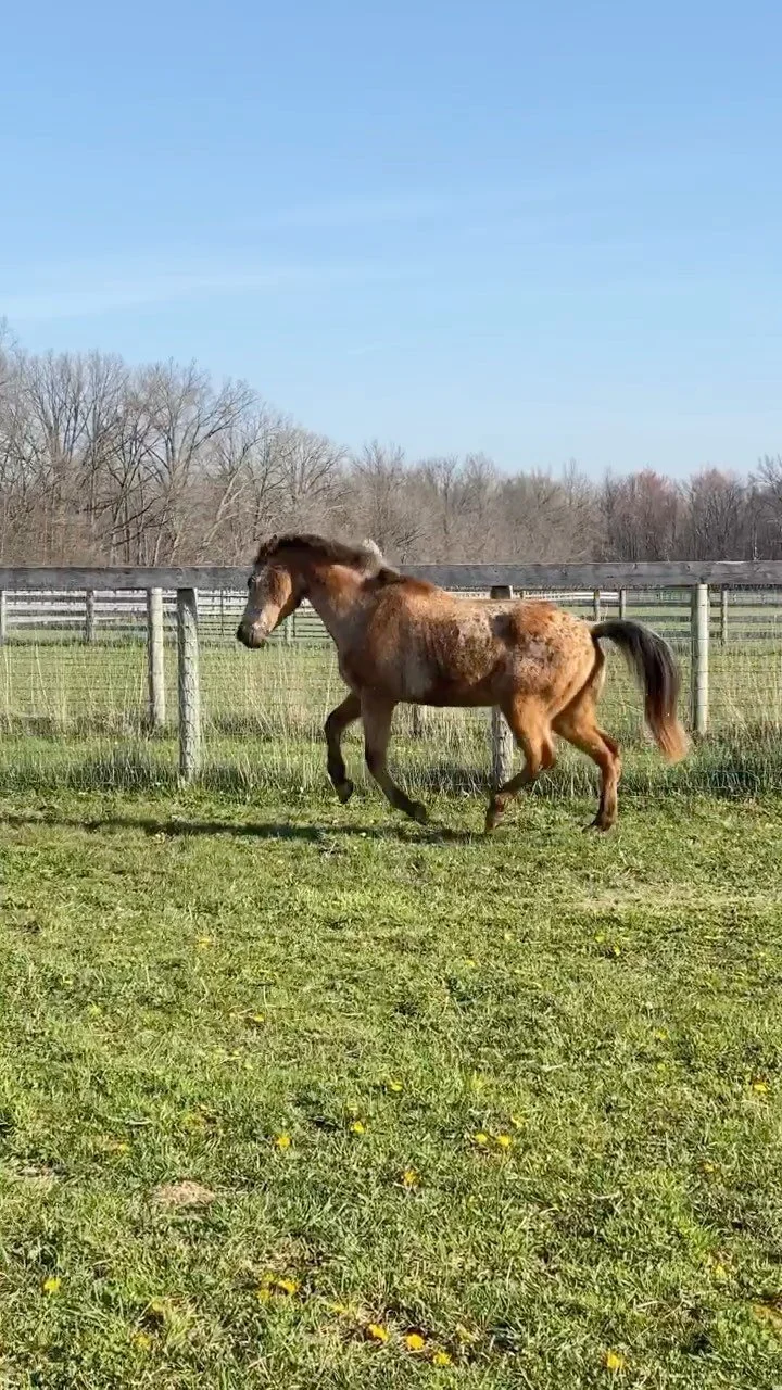 Gallery — The Gifted Equine