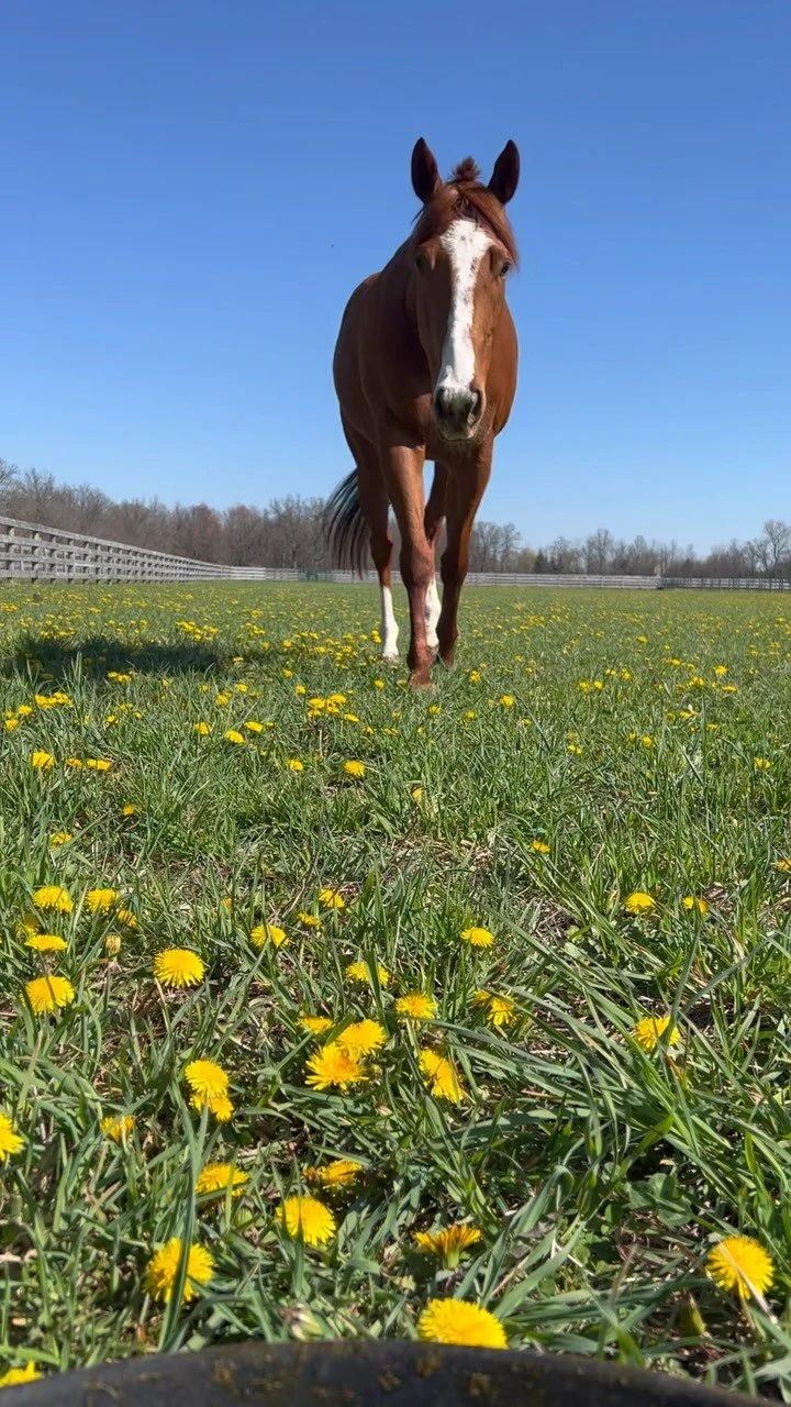 Gallery — The Gifted Equine