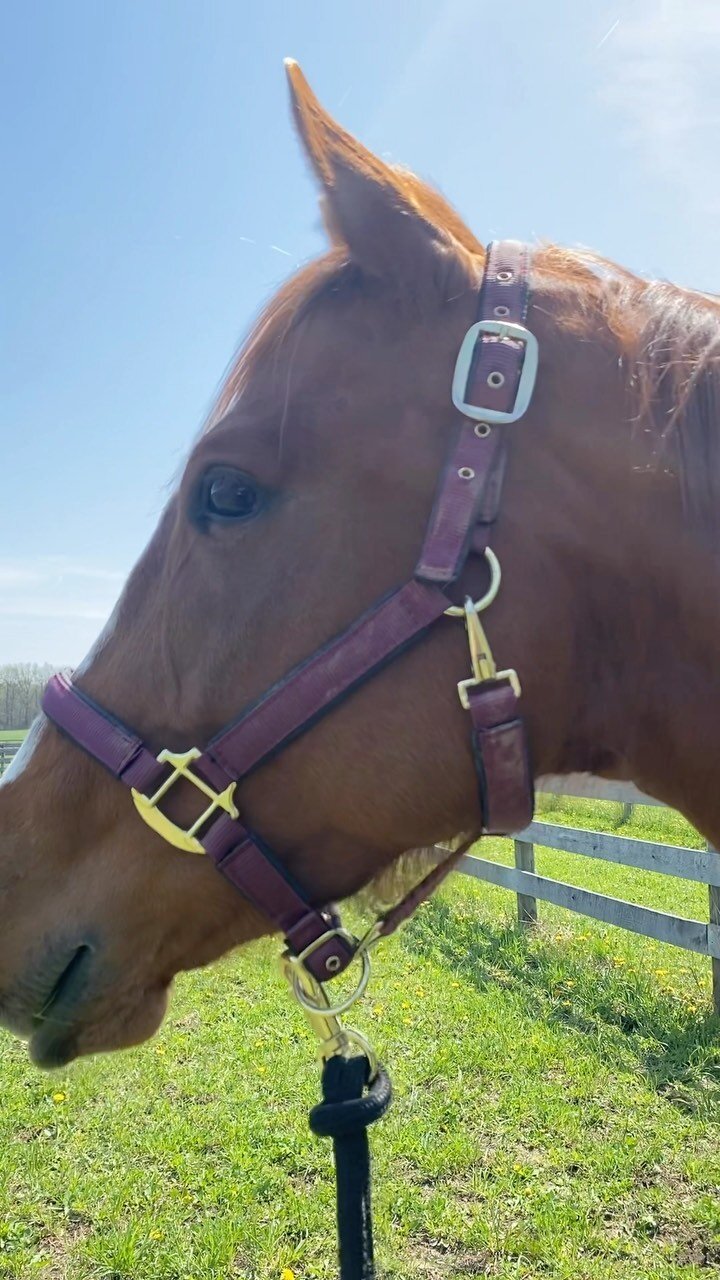 Gallery — The Gifted Equine