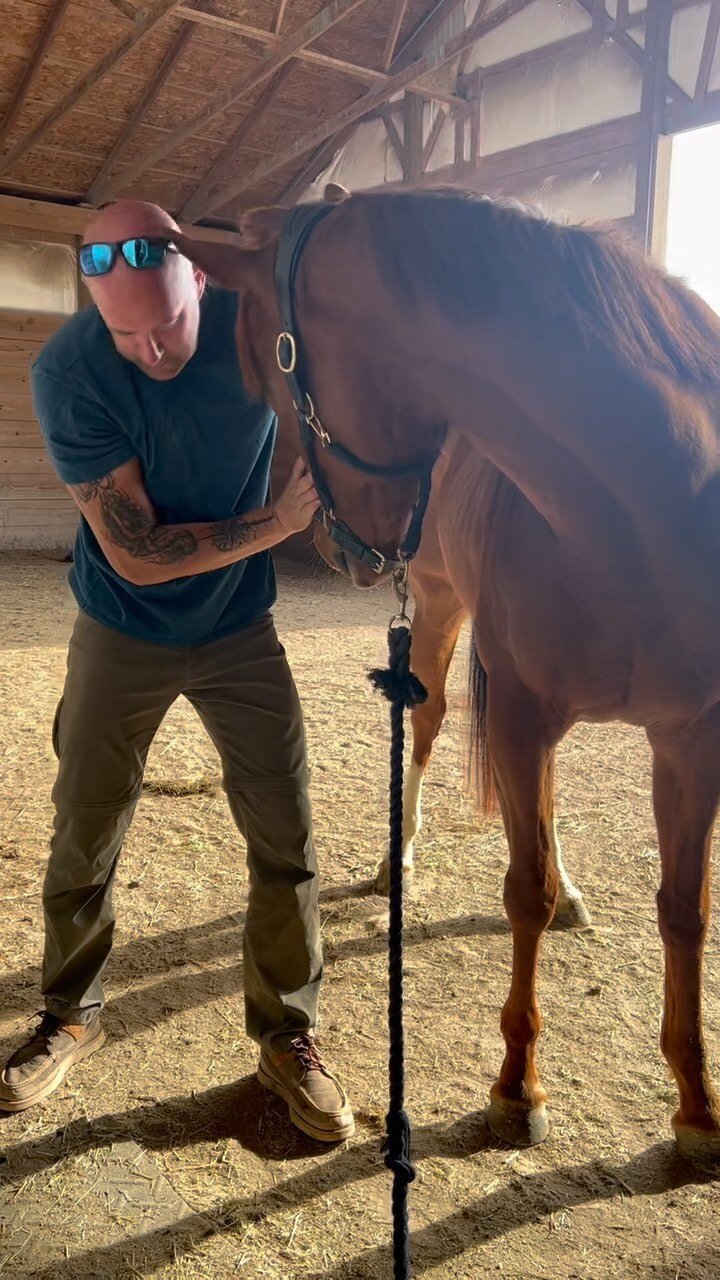 Gallery — The Gifted Equine