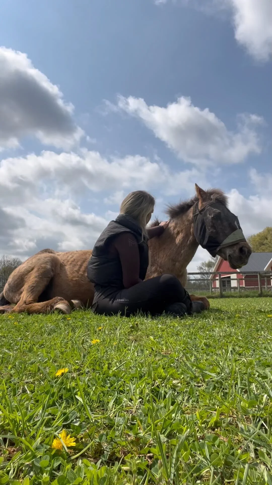 Gallery — The Gifted Equine